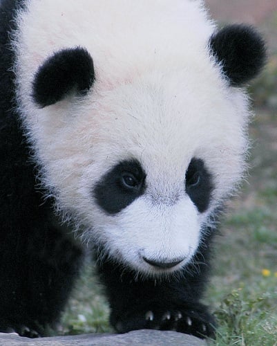 Google Panda update and SEO