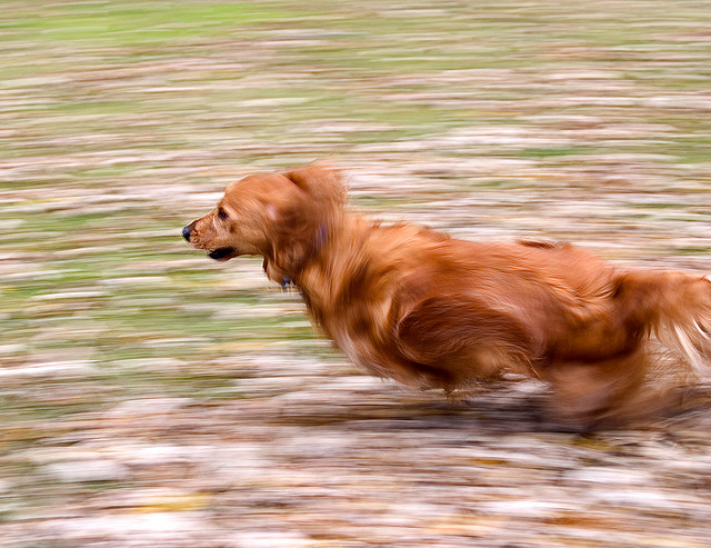 Fast Dog