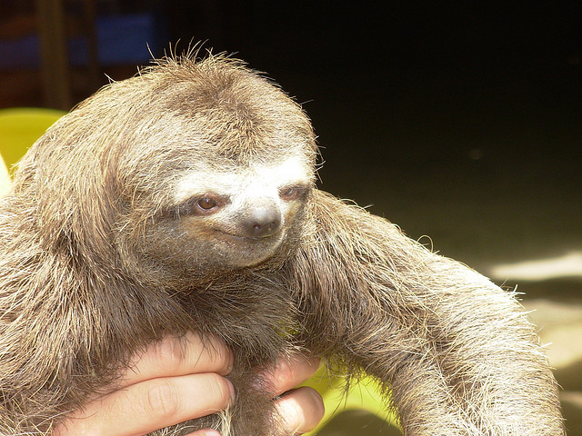 Sloth