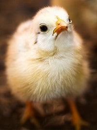 Chicklet
