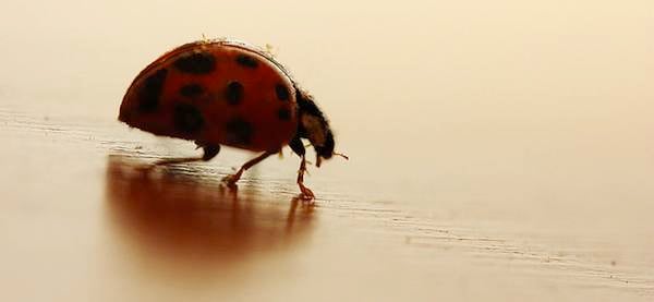 WordPress Bugs