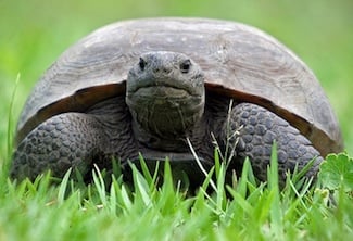 WordPress Site Running Slow Since An Upgrade? Try This.
