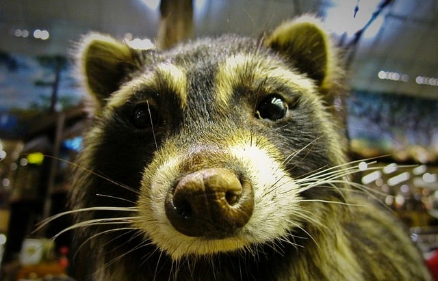 Taxidermy