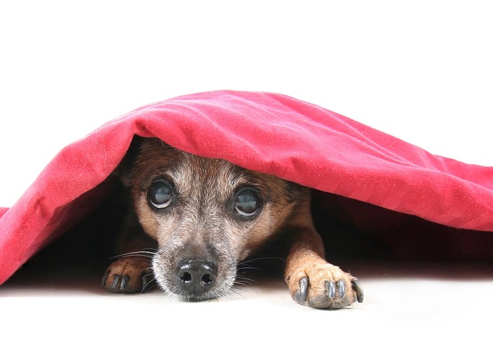 WordPress Hide Page Title - Featured Image: Dog Under Blanket WordPress Hide Page Title - Featured Image: Dog Under Blanket