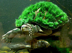 Sea Turtle Penny Auctions Can Be A Great Way For Dedicated Buyers To Get Products Cheap.