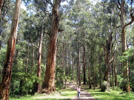 dandenong-ranges Dandenong Ranges