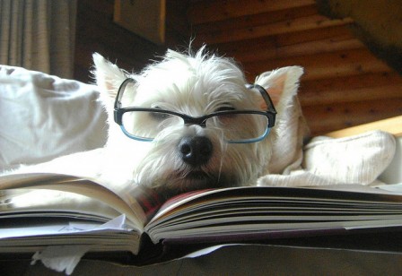 smartdoggy Post image