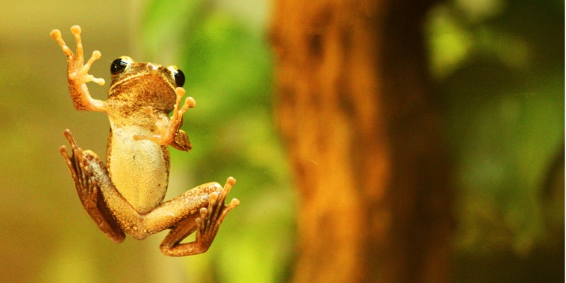 Get sticky, like this guy.
