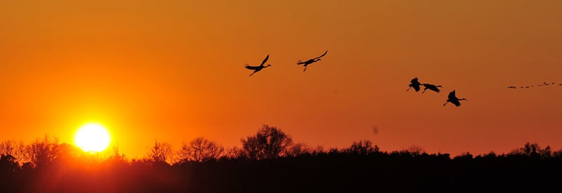Migrating birds