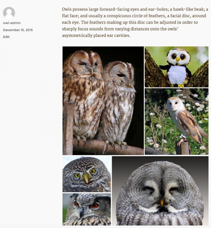 Tiled gallery of owl pictures.