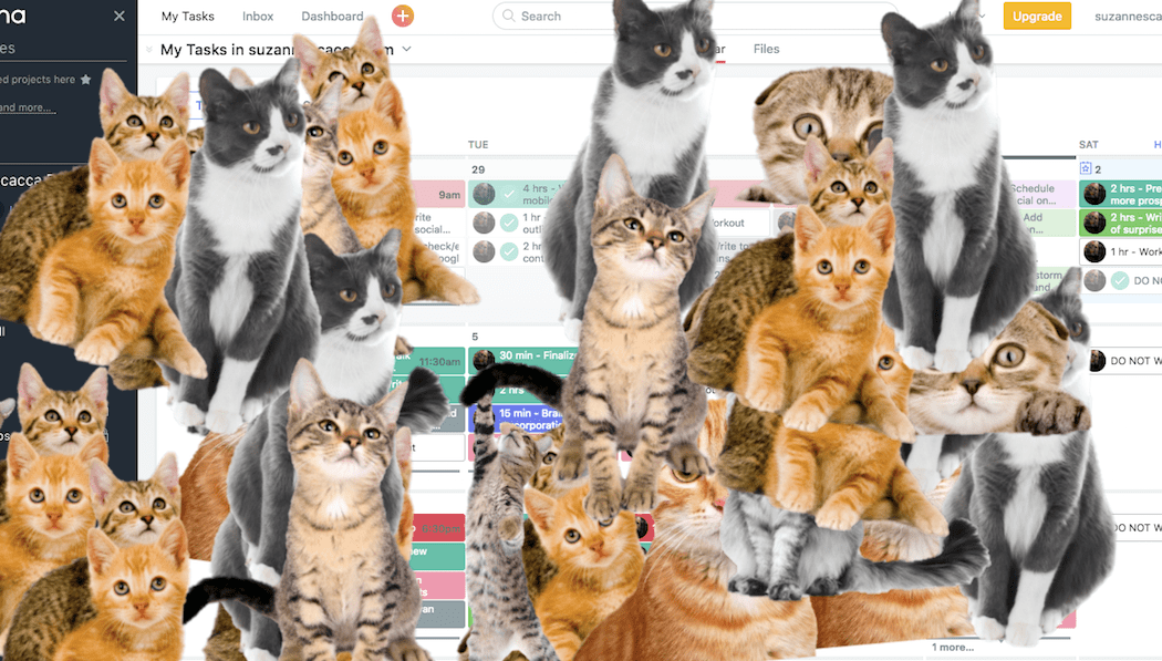Element of Surprise - Asana tabbies