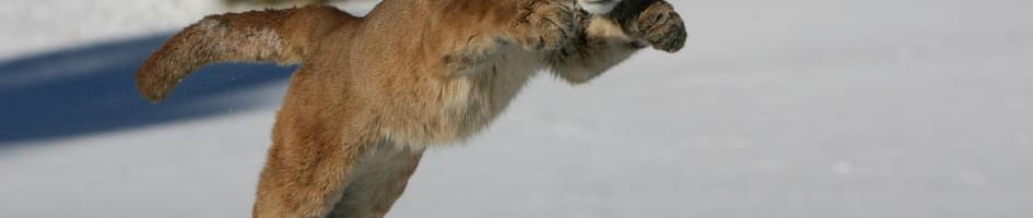 mountain lion pouncing